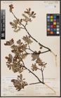 Foto von Salix aurita L. x Salix cinerea L.